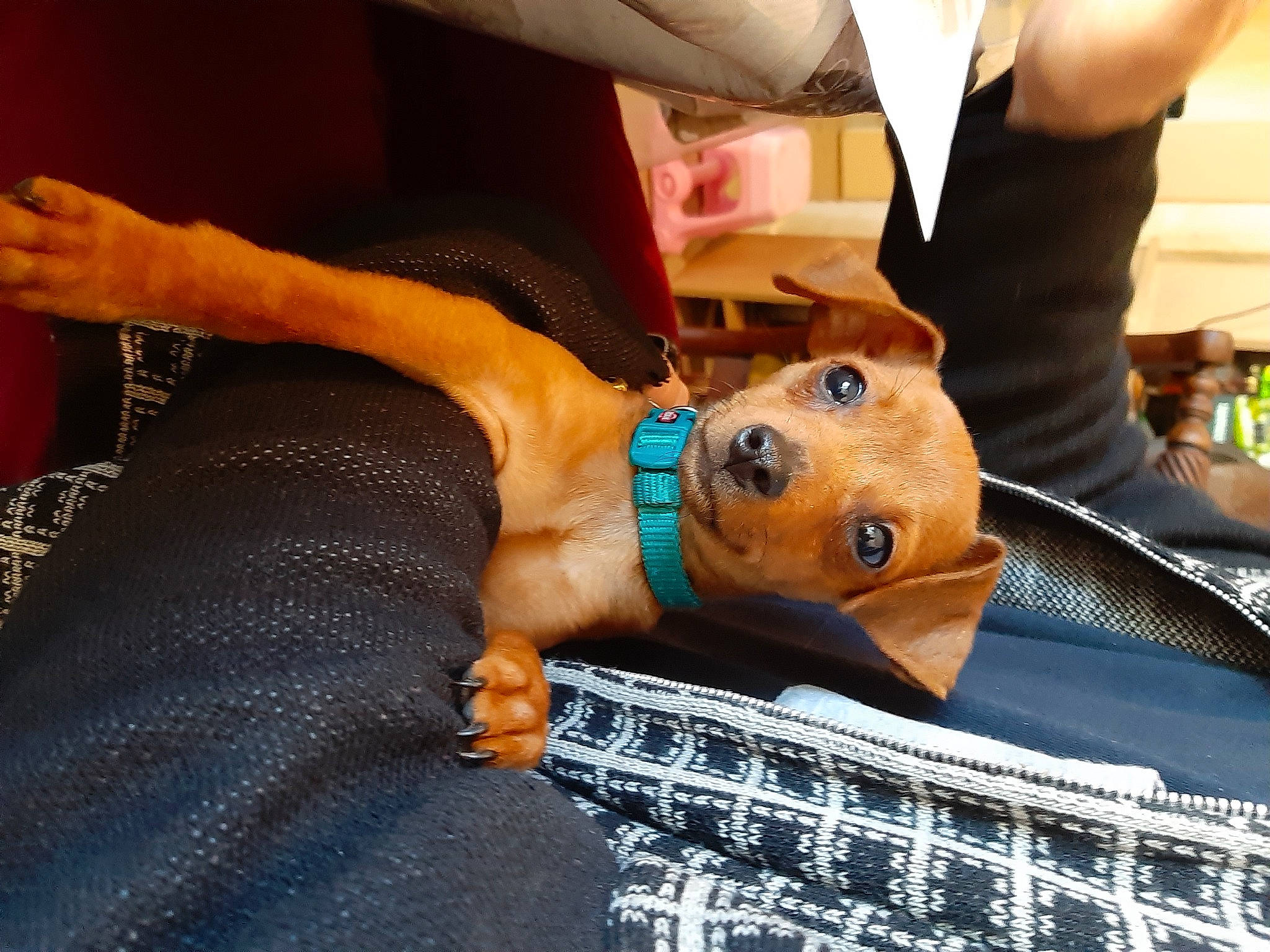 Baboush a rejoint le concours — aidez-le/la à gagner de superbes lots ! canidae, carnivore, dog, dog_breed, fawn, sporting_group