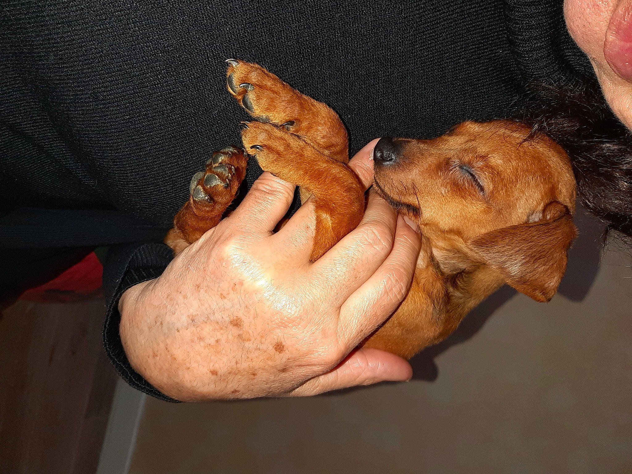 Baboush participe au concours pour gagner de l'argent avec cette photo : canidae, carnivore, companion_dog, dog, dog_breed, puppy