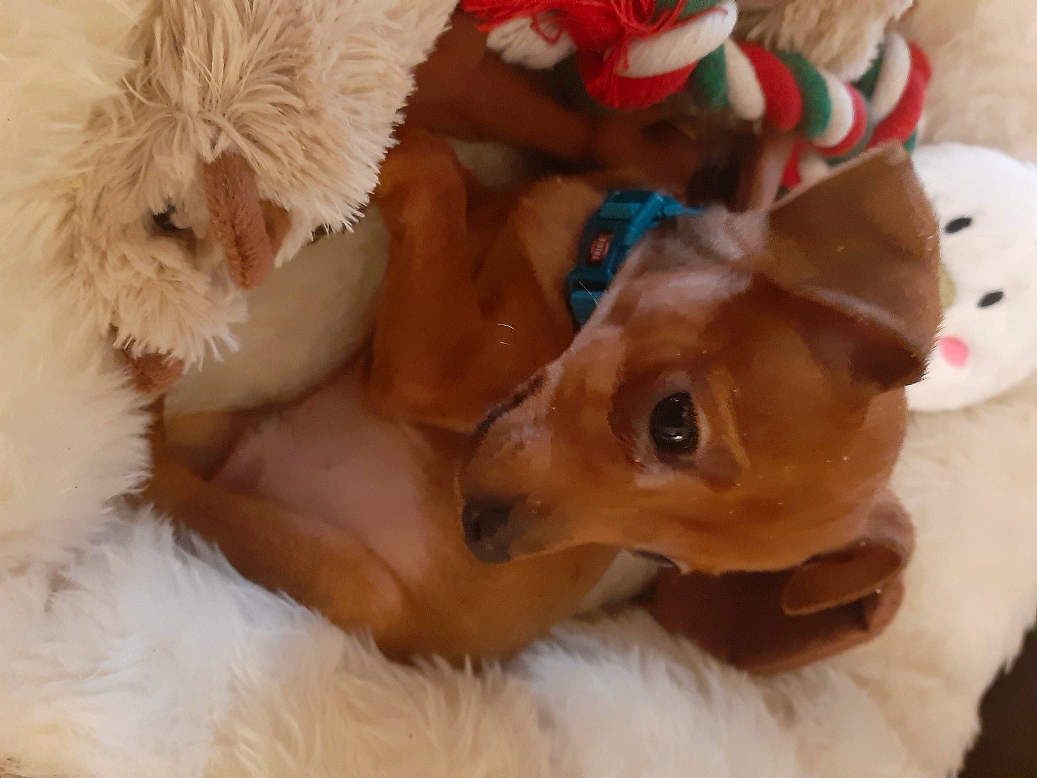 Baboush participe au concours pour gagner de l'argent avec cette photo : canidae, carnivore, companion_dog, dog, dog_breed, dog_toy, fawn, fur, plush, puppy, puppy_love, snout, sporting_group, stuffed_toy, toy