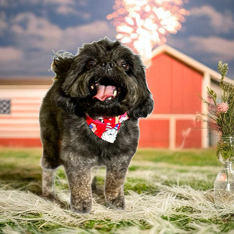 Pepper is registered to the contest to win money with this photo: animal, bandana, barn, celebration, clouds, cute, dog, festive, fireworks, flowers, fur, grass, happy, holiday, outdoor, patriotic, pet, sky, tongue, vase