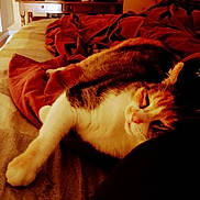 Daisy participe au concours pour gagner de l'argent avec cette photo : animal, bed, blanket, cat, comfort, cozy, cute, domestic, feline, fur, indoor, mammal, nap, paw, pet, relaxing, resting, sleeping, soft, warm
