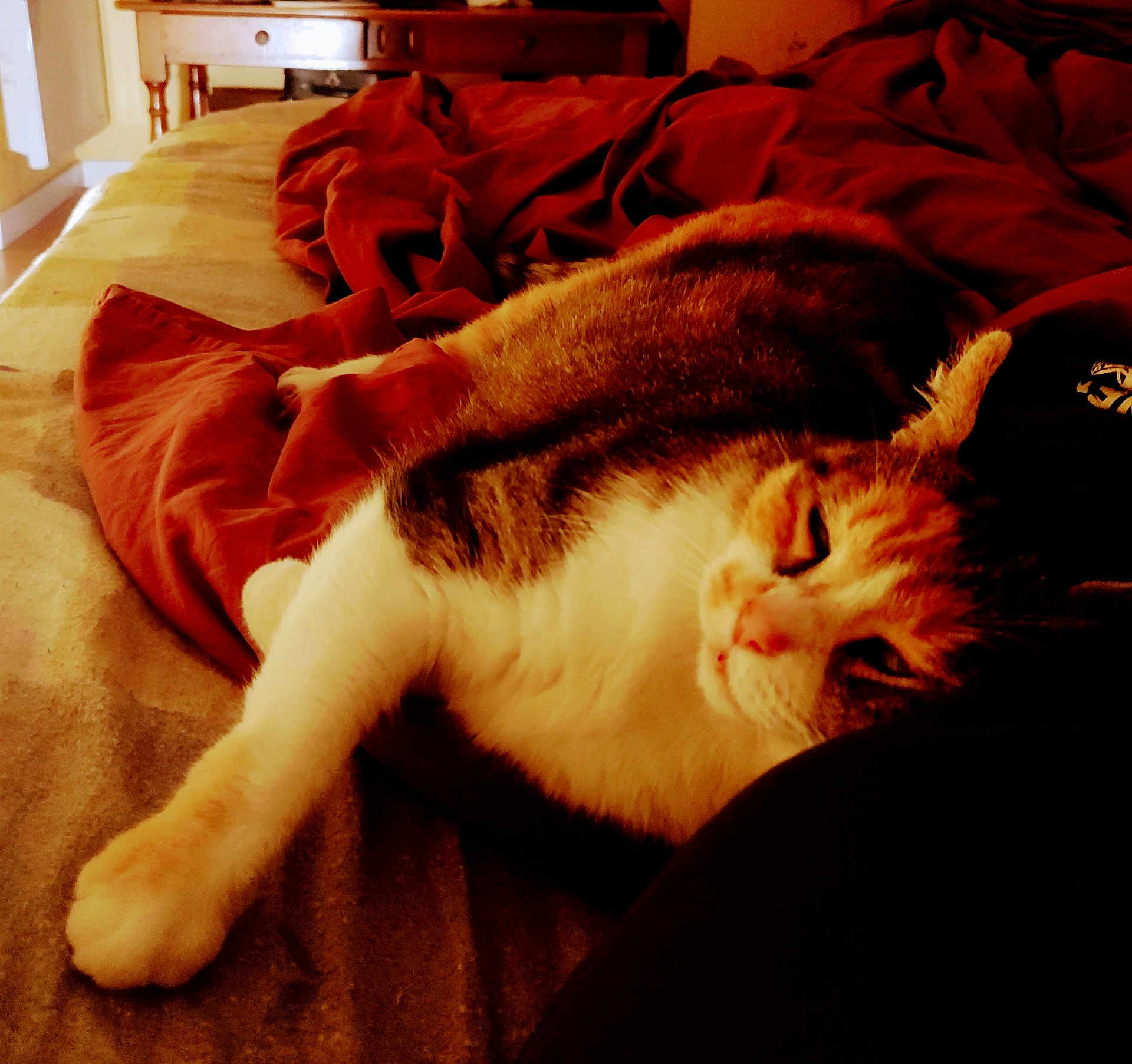 Daisy participe au concours pour gagner de l'argent avec cette photo : animal, bed, blanket, cat, comfort, cozy, cute, domestic, feline, fur, indoor, mammal, nap, paw, pet, relaxing, resting, sleeping, soft, warm