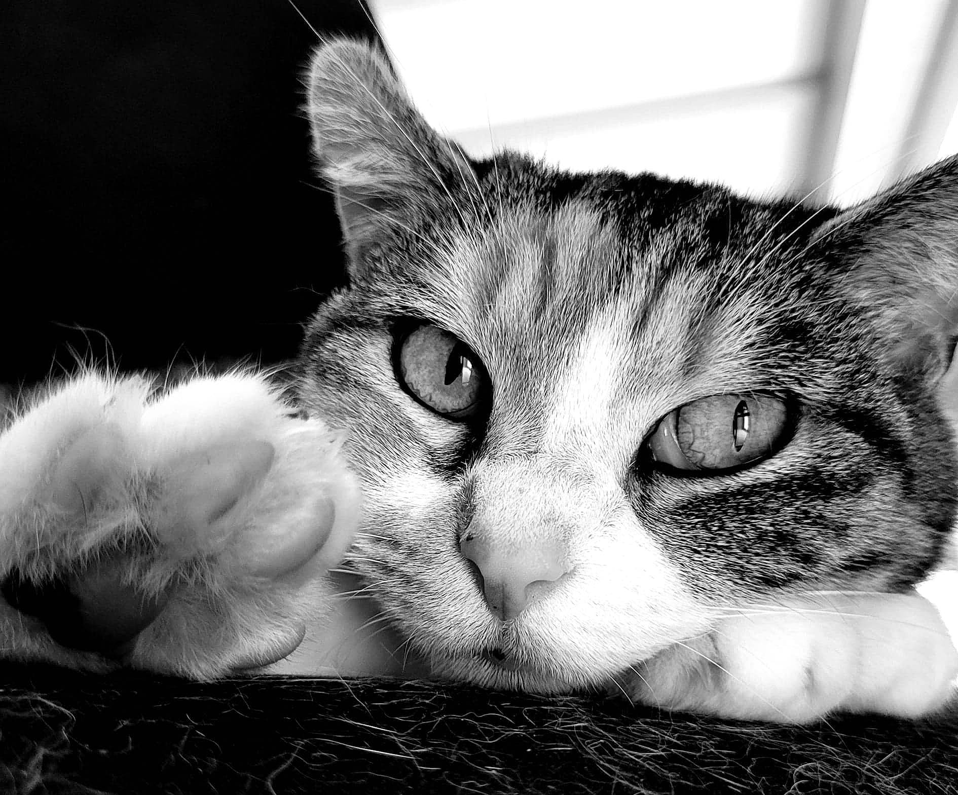 Daisy a rejoint le concours — aidez-le/la à gagner de superbes lots ! carnivore, cat, domestic_short_haired_cat, ear, eye, felidae, fur, grass, head, monochrome, monochrome_photography, paw, small_to_medium_sized_cats, snout, tree, whiskers, wildlife, window