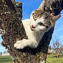 Nelcy a rejoint le concours — aidez-le/la à gagner de superbes lots ! cat, tree, bark, paw, tongue_out, whiskers, green_eyes, blue_sky, lichen, outdoors, grass, trunk, close_up, sunlight, pet, feline, curious, climbing, portrait, nature