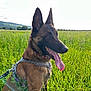 dog, malinois, canine, field, grass, meadow, wildflowers, harness, leash, collar, portrait, ears, tongue, outdoor, nature, sunlight, landscape, greenery, happy, panting