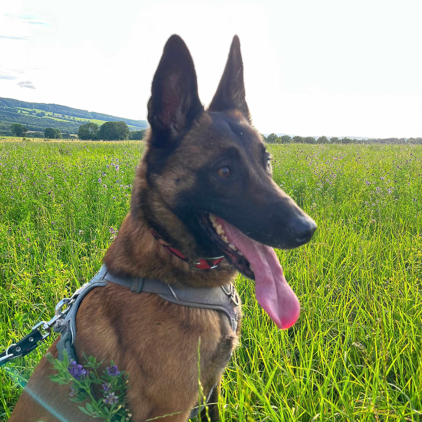 Nelcy a rejoint le concours — aidez-le/la à gagner de superbes lots ! canine, collar, dog, ears, field, grass, greenery, happy, harness, landscape, leash, malinois, meadow, nature, outdoor, panting, portrait, sunlight, tongue, wildflowers