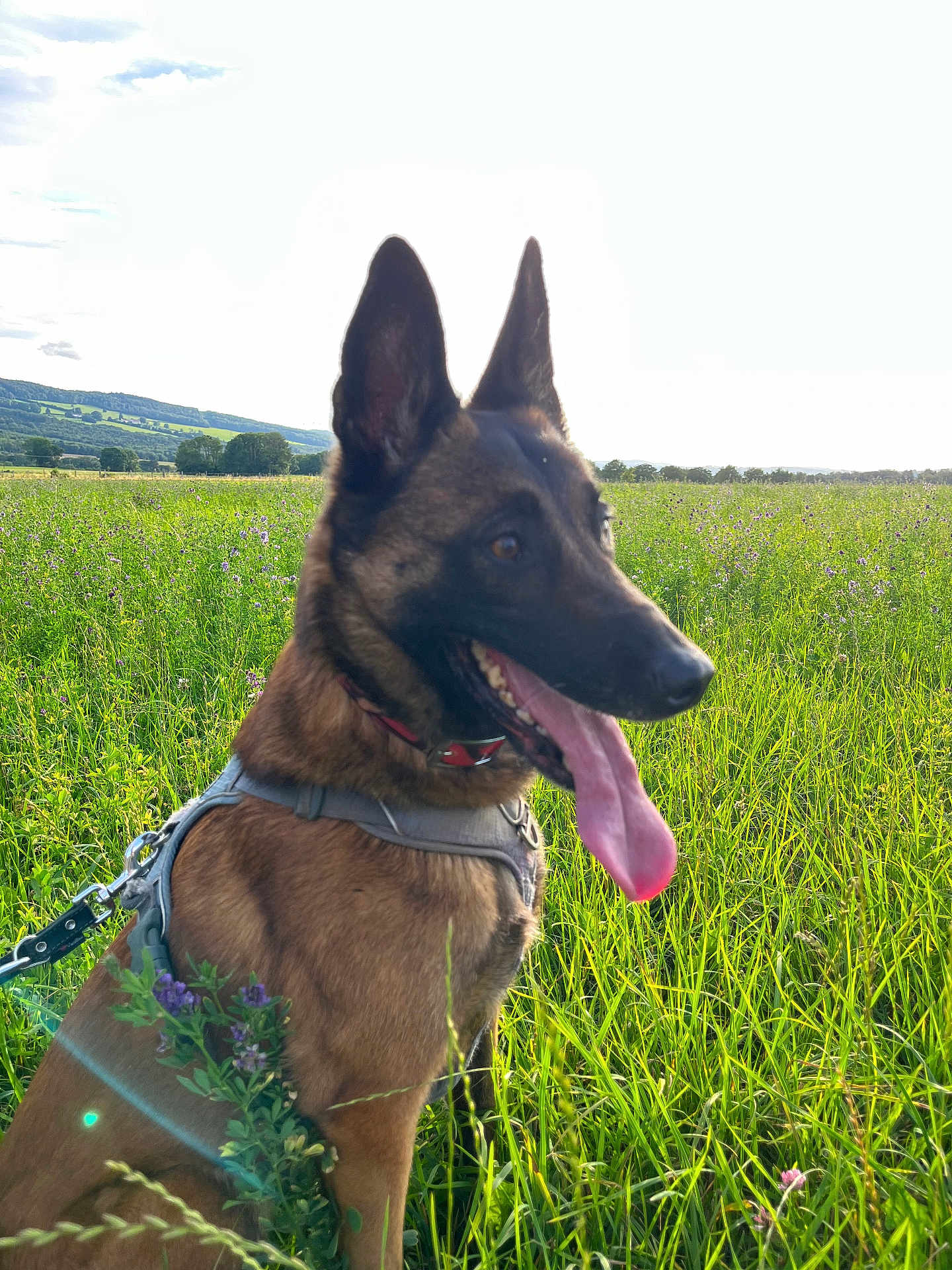Nelcy a rejoint le concours — aidez-le/la à gagner de superbes lots ! dog, malinois, canine, field, grass, meadow, wildflowers, harness, leash, collar, portrait, ears, tongue, outdoor, nature, sunlight, landscape, greenery, happy, panting