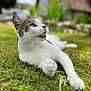 cat, feline, domestic_cat, tabby, white_fur, grass, outdoor, garden, close_up, whiskers, paw, mouth_open, chewing, playful, lying_down, greenery, bokeh, shallow_depth_of_field, pet, daytime