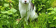 Chat participe au concours pour gagner de l'argent avec cette photo : cat, grass, outdoor, green, plants, foliage, pet, white_cat, tabby, whiskers, eyes, sitting, nature, meadow, close_up, portrait, leaves, daisies, sunlight, garden