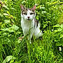 cat, grass, outdoor, green, plants, foliage, pet, white_cat, tabby, whiskers, eyes, sitting, nature, meadow, close_up, portrait, leaves, daisies, sunlight, garden