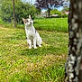 cat, pet, animal, white_cat, tabby, sitting, looking_up, grass, lawn, backyard, tree, tree_trunk, bark, daisies, birdhouse, fence, bokeh, blurred_background, nature, outdoor