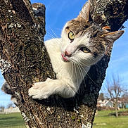 Chat a rejoint le concours — aidez-le/la à gagner de superbes lots ! cat, tree, bark, paw, tongue_out, whiskers, green_eyes, blue_sky, lichen, outdoors, grass, trunk, close_up, sunlight, pet, feline, curious, climbing, portrait, nature