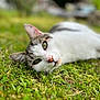 cat, feline, tabby, white_fur, green_eyes, whiskers, nose, ear, lying_down, grass, outdoor, close_up, portrait, bokeh, shallow_depth_of_field, pet, relaxed, nature, ground, sunlight