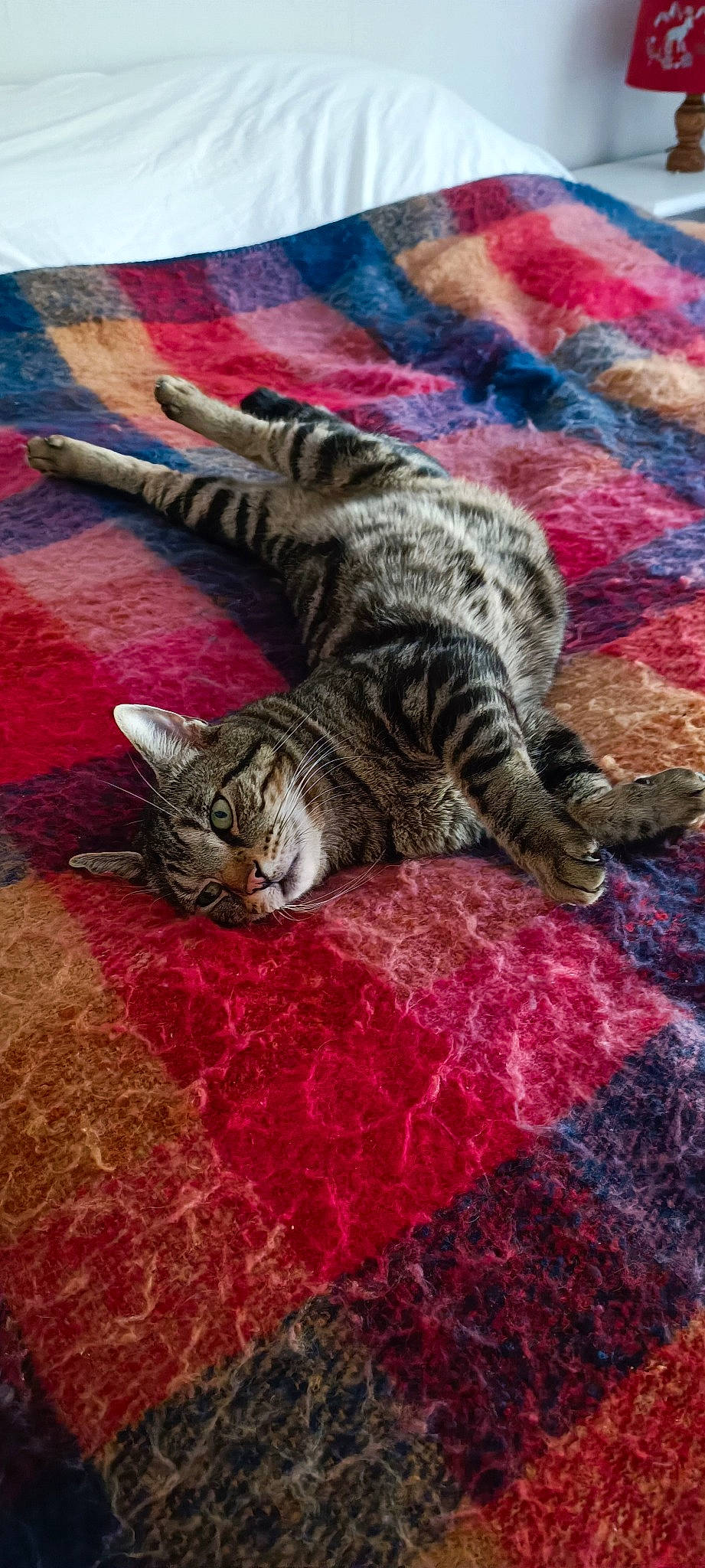 Peps participe au concours pour gagner de l'argent avec cette photo : art, carnivore, carpet, cat, claw, comfort, domestic_short_haired_cat, felidae, flooring, fur, grey, linens, pattern, small_to_medium_sized_cats, snout, tail, terrestrial_animal, textile, whiskers, wood