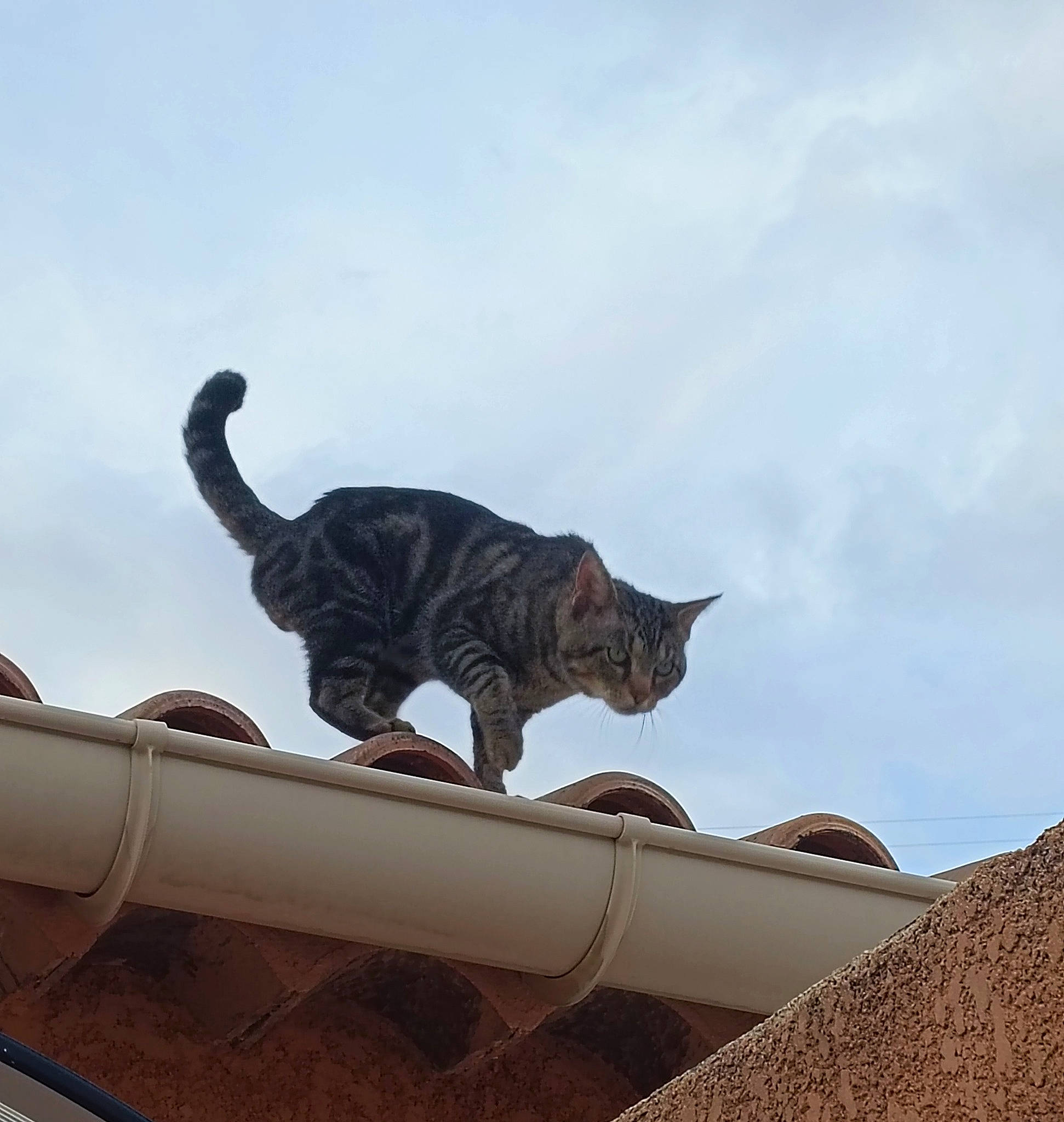 Peps participe au concours pour gagner de l'argent avec cette photo : black_cat, bombay, carnivore, cat, cloud, domestic_short_haired_cat, felidae, metal, plant, roof, sculpture, sky, small_to_medium_sized_cats, tail, terrestrial_animal, tints_and_shades, whiskers, window