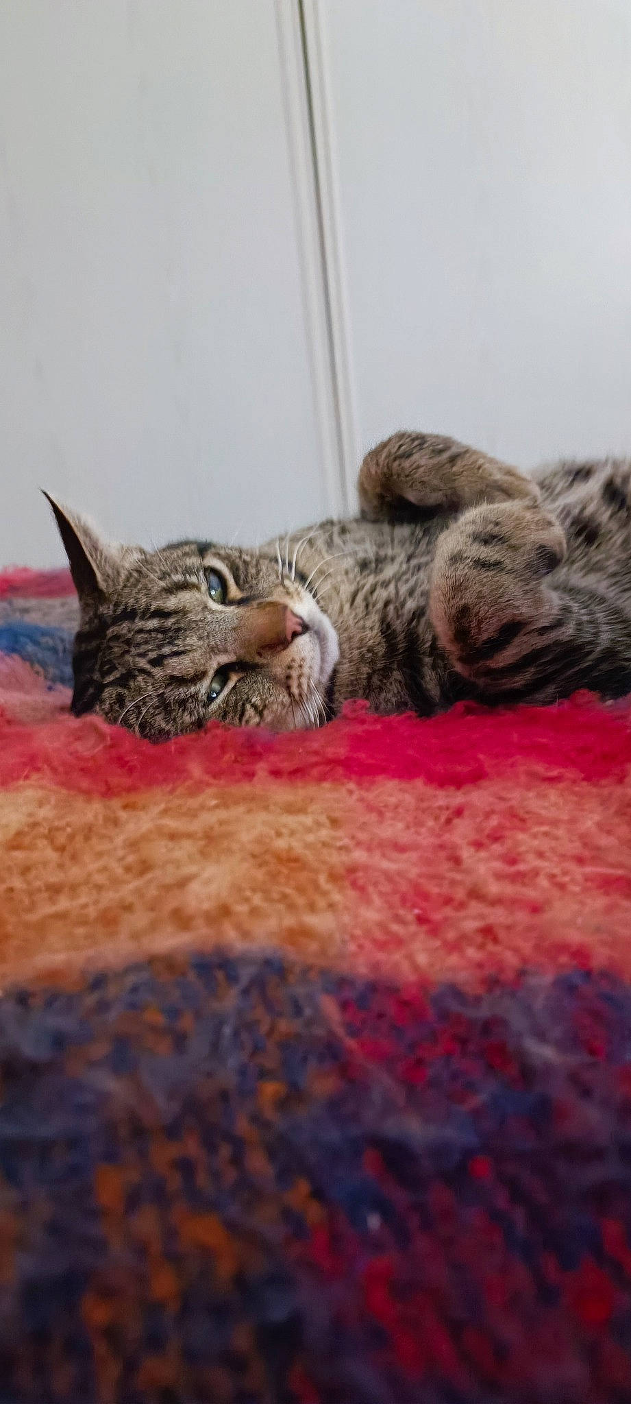 Peps a rejoint le concours — aidez-le/la à gagner de superbes lots ! bed, carnivore, cat, claw, comfort, domestic_short_haired_cat, felidae, fur, grey, linens, mammal, nap, paw, small_to_medium_sized_cats, snout, tail, terrestrial_animal, vertebrate, whiskers, wildlife