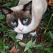 Snowflake is registered to the contest to win money with this photo: cat, siamese, blue_eyes, animal, pet, outdoor, foliage, greenery, nature, curious, whiskers, face, ears, ground, plants, leaves, mammal, cute, small, fur