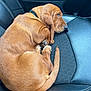 Scotchie joined the competition — help win amazing prizes! puppy, dog, brown_dog, car_seat, leather, curled_up, sleepy, pet, animal, indoor, seat, black_seat, resting, young_dog, collar, side_view, fur, cute, canine, companion