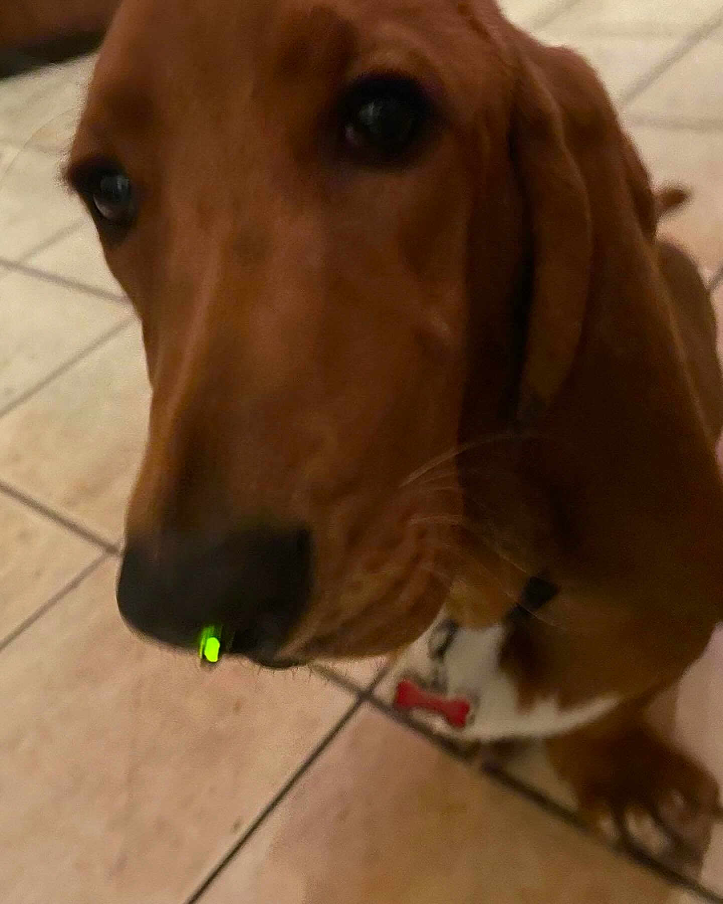 Scotchie