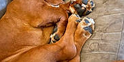 Scotchie joined the competition — help win amazing prizes! dog, sleeping, brown_dog, paws, ears, couch, pet, fur, relaxing, indoors, cozy, animal, snuggling, resting, tail, napping, soft_surface, companion, domestic_animal, close_up
