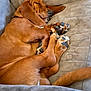 dog, sleeping, brown_dog, paws, ears, couch, pet, fur, relaxing, indoors, cozy, animal, snuggling, resting, tail, napping, soft_surface, companion, domestic_animal, close_up