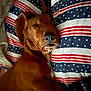 Scotchie is registered to the contest to win money with this photo: dog, sleeping, brown_dog, pillow, stars, stripes, flag_pattern, indoor, bed, cozy, resting, canine, snug, closeup, pet, domestic_animal, relaxation, comfort, fur, napping
