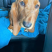 Scotchie is registered to the contest to win money with this photo: dog, puppy, brown, close_up, car_seat, blue_blanket, whiskers, nose, ears, fur, pet, indoor, vehicle, seat, texture, pattern, animal, looking_up, cute, young