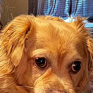 Tinkerbell joined the competition — help win amazing prizes! dog, golden_fur, close_up, indoor, pet, animal, face, fur, whiskers, nose, ears, window, curtain, soft_light, resting, brown, cute, companion, mammal, canine