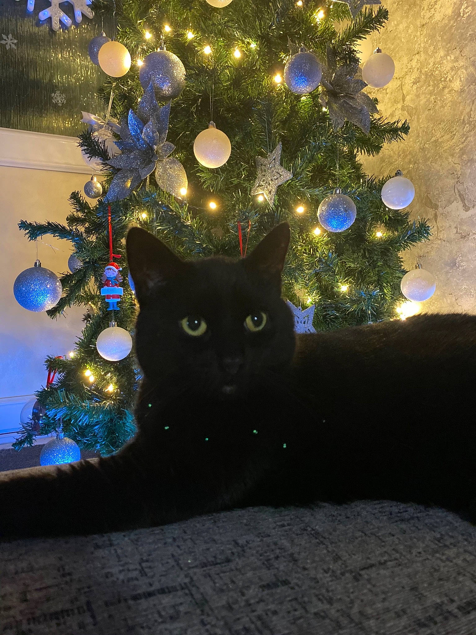 Oscar joined the competition — help win amazing prizes! black_cat, carnivore, cat, christmas, christmas_decoration, christmas_eve, christmas_lights, christmas_ornament, christmas_tree, conifer, felidae, fur, holiday, holiday_ornament, organism, ornament, pine_family, small_to_medium_sized_cats, snout, whiskers