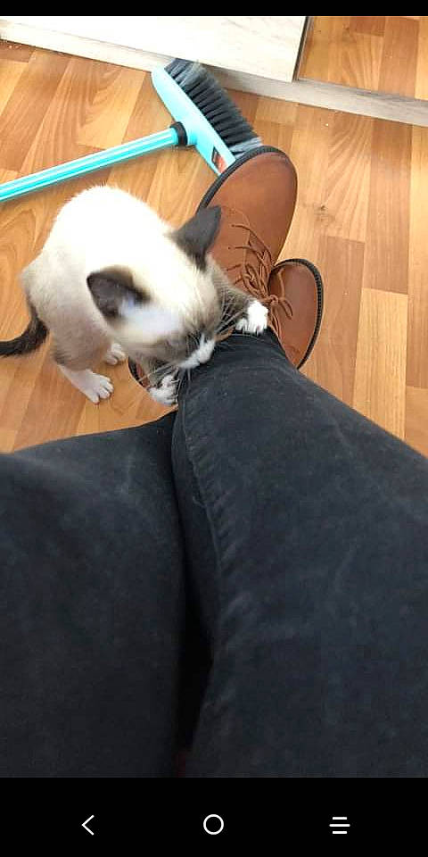 Loulou participe au concours pour gagner de l'argent avec cette photo : canidae, carnivore, cat, companion_dog, dog_breed, ear, fawn, felidae, french_bulldog, non_sporting_group, small_to_medium_sized_cats, snout, tail, whiskers