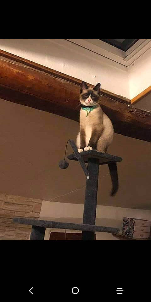 Loulou participe au concours pour gagner de l'argent avec cette photo : carnivore, cat, felidae, small_to_medium_sized_cats, tail, whiskers