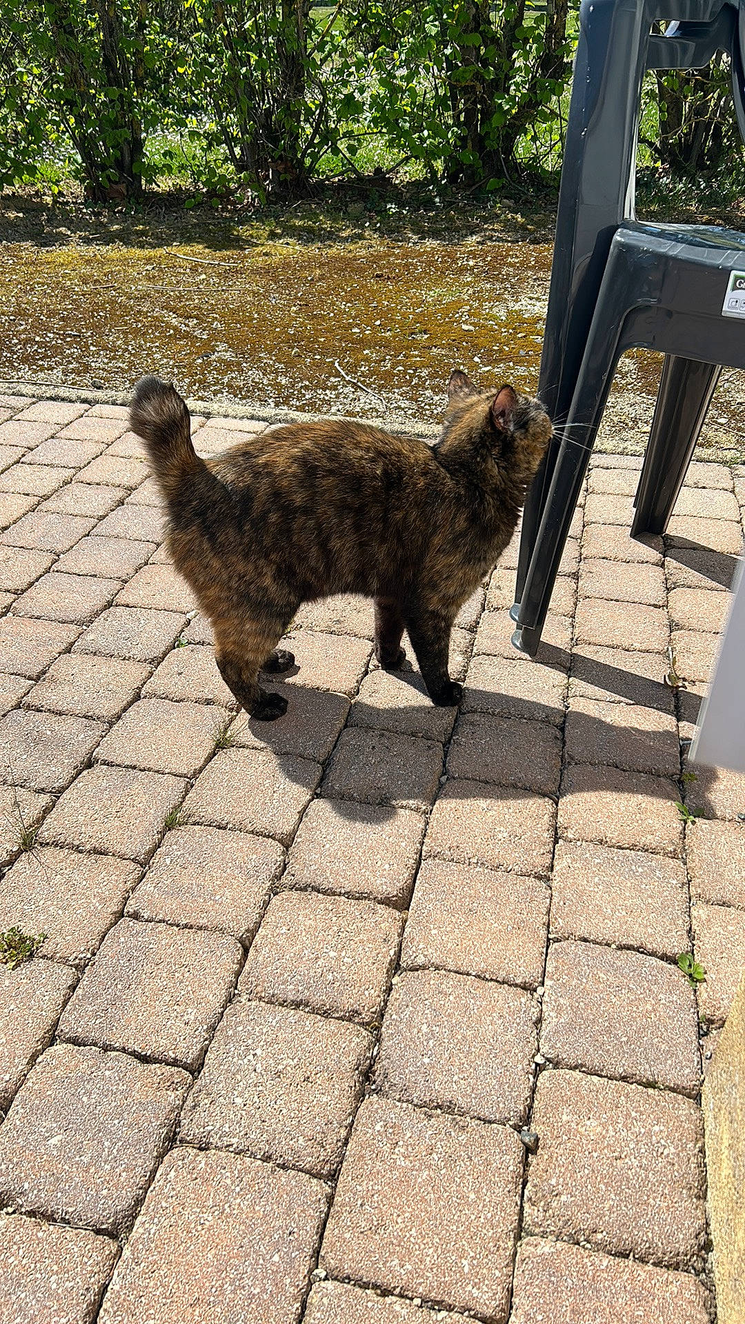 Romy participe au concours pour gagner de l'argent avec cette photo : canidae, carnivore, cat, cobblestone, dog_breed, fawn, felidae, flagstone, flooring, grass, plant, road_surface, sidewalk, small_to_medium_sized_cats, sporting_group, tail, terrestrial_animal, tints_and_shades, tree, wood