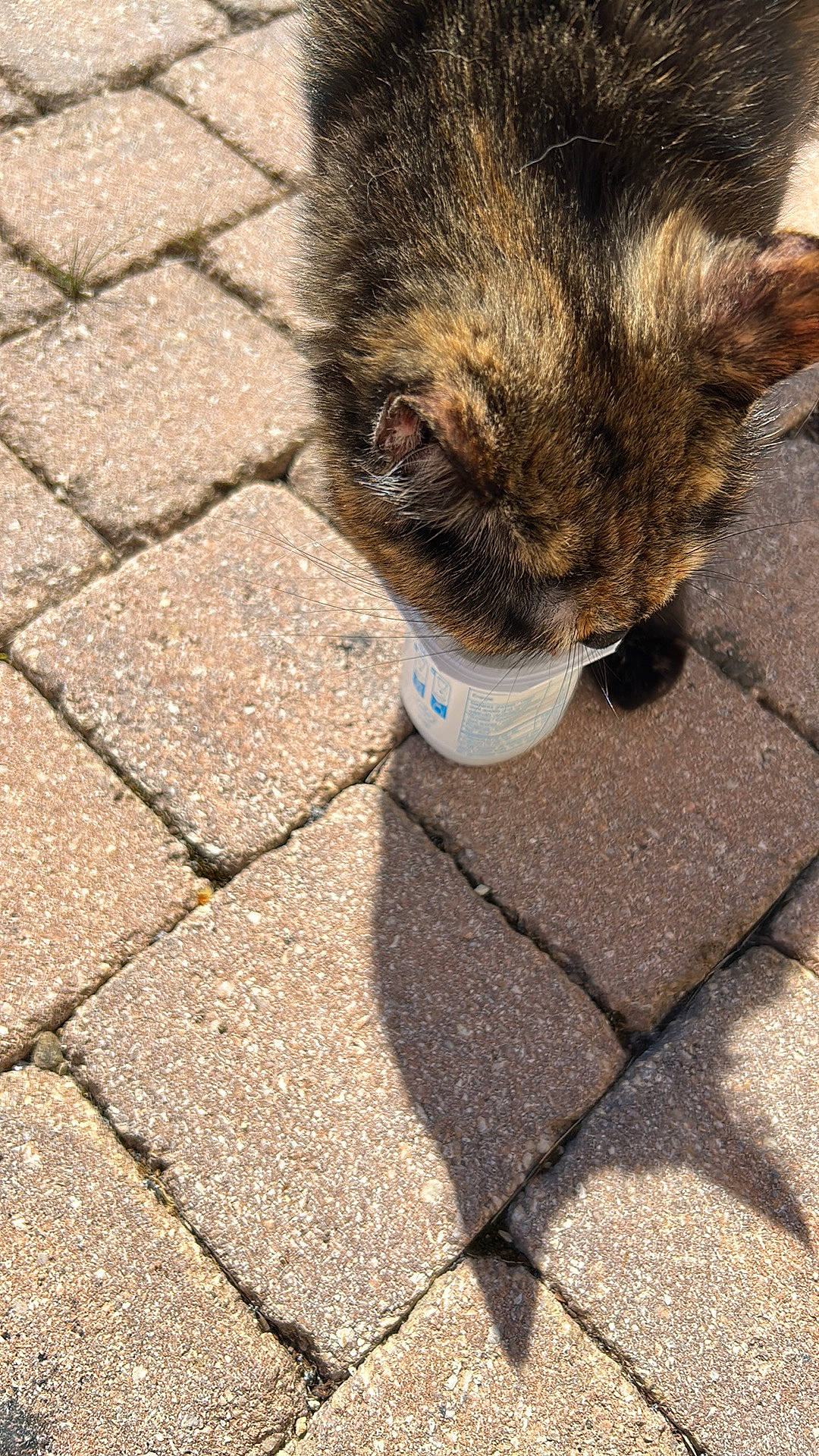 Romy a rejoint le concours — aidez-le/la à gagner de superbes lots ! asphalt, brick, carnivore, cat, cobblestone, domestic_short_haired_cat, felidae, flagstone, flooring, fur, grass, human_leg, road_surface, shadow, sidewalk, small_to_medium_sized_cats, snout, soil, tail, whiskers