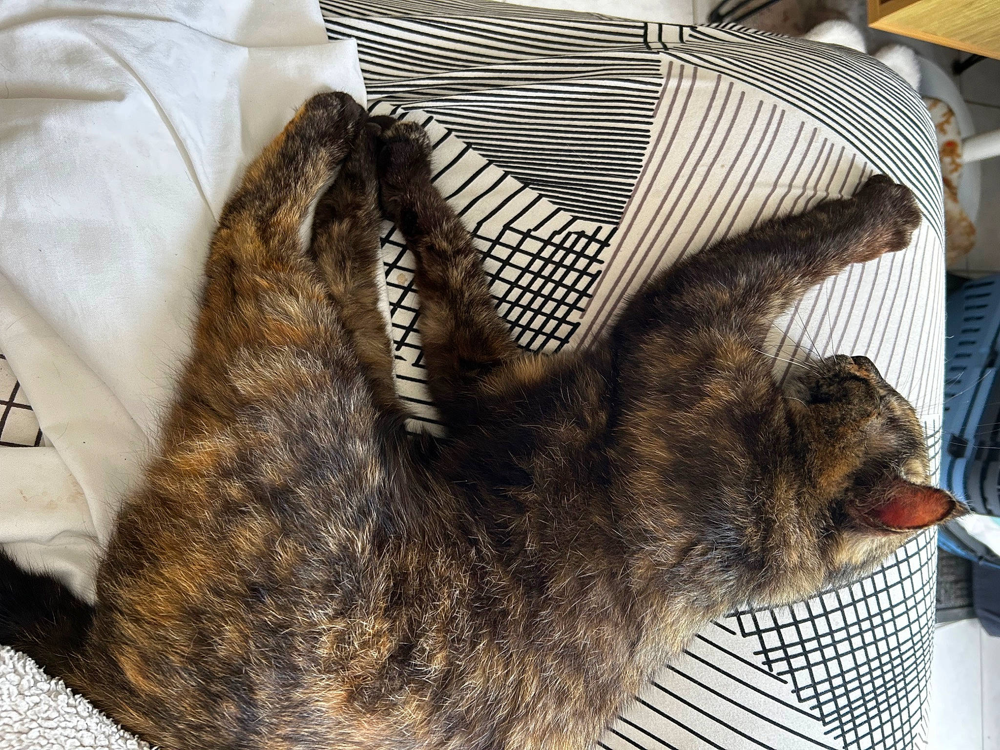 Romy participe au concours pour gagner de l'argent avec cette photo : canidae, carnivore, cat, claw, comfort, domestic_short_haired_cat, felidae, fish, fur, linens, nap, pattern, sleep, small_to_medium_sized_cats, sporting_group, tail, terrestrial_animal, whiskers