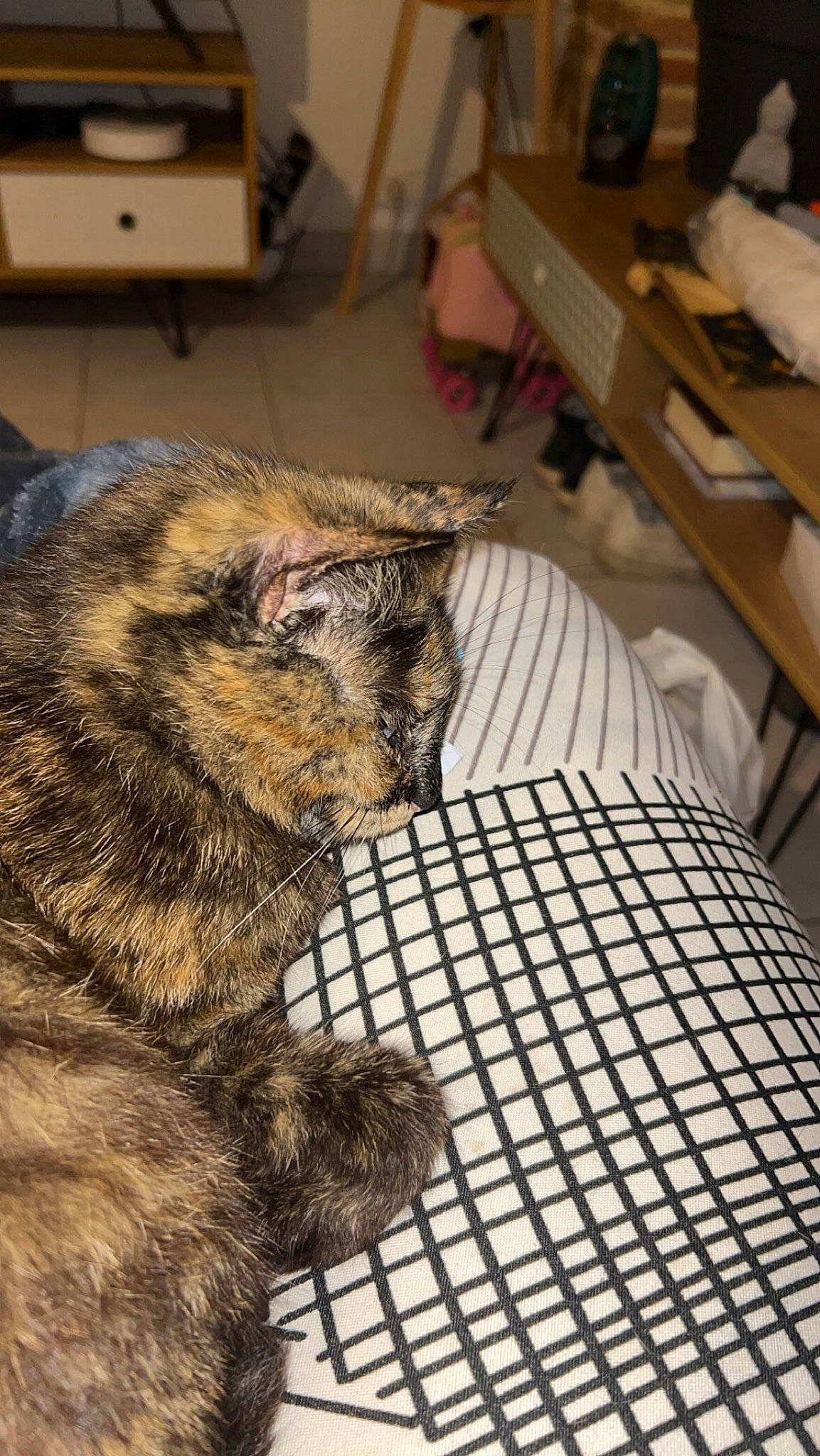 Romy a rejoint le concours — aidez-le/la à gagner de superbes lots ! animal_shelter, carnivore, cat, claw, comfort, dog_breed, domestic_short_haired_cat, felidae, flooring, fur, hardwood, nap, paw, small_to_medium_sized_cats, table, tail, terrestrial_animal, whiskers, wildlife, wood