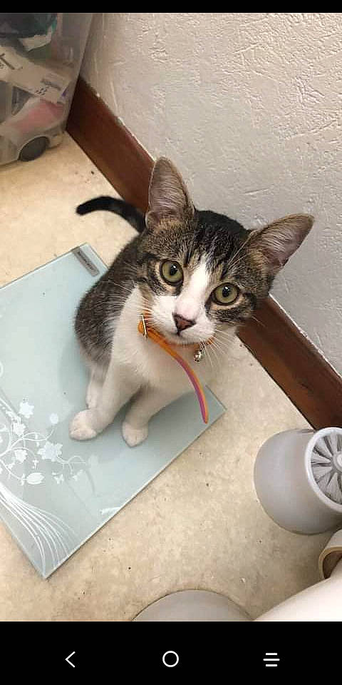 Nino a rejoint le concours — aidez-le/la à gagner de superbes lots ! aegean_cat, american_wirehair, asian, carnivore, cat, domestic_short_haired_cat, european_shorthair, felidae, kitten, mammal, small_to_medium_sized_cats, tabby_cat, whiskers