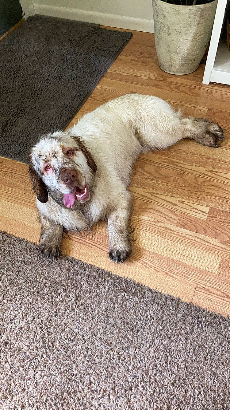 Archie is registered to the contest to win money with this photo: carnivore, claw, collar, comfort, companion_dog, dog, dog_breed, fawn, flooring, foot, fur, liver, paw, snout, sporting_group, tail, terrestrial_animal, wood, working_animal, wrinkle