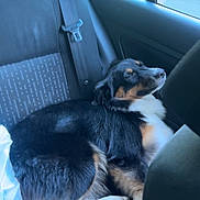 Kyra a rejoint le concours — aidez-le/la à gagner de superbes lots ! dog, canine, tricolor, fluffy, long_hair, sitting, resting, car, back_seat, vehicle, window, seatbelt, travel, road_trip, indoors, vehicle_interior, animal, pet, looking_out_window, natural_light