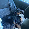 dog, canine, tricolor, fluffy, long_hair, sitting, resting, car, back_seat, vehicle, window, seatbelt, travel, road_trip, indoors, vehicle_interior, animal, pet, looking_out_window, natural_light