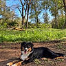 Kyra a rejoint le concours — aidez-le/la à gagner de superbes lots ! dog, australian_shepherd, black_and_white, tan_markings, long_hair, fluffy, lying_down, outdoor, forest, woodland, grass, dirt, trees, nature, park, sunlight, smiling, open_mouth, portrait, pet