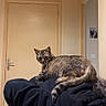 Ryo participe au concours pour gagner de l'argent avec cette photo : cat, tabby_cat, pet, animal, indoors, home, hallway, door, person, human, back, black_clothing, sitting, lounging, tail, whiskers, ears, laundry, basket, funny_pose