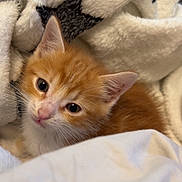 Jyjy a rejoint le concours — aidez-le/la à gagner de superbes lots ! animal, blanket, cat, close_up, cozy, cuddling, ears, eyes, face, feline, fluffy, fur, indoor, kitten, orange_and_white, pet, portrait, sleeping, stuffed_animal, whiskers