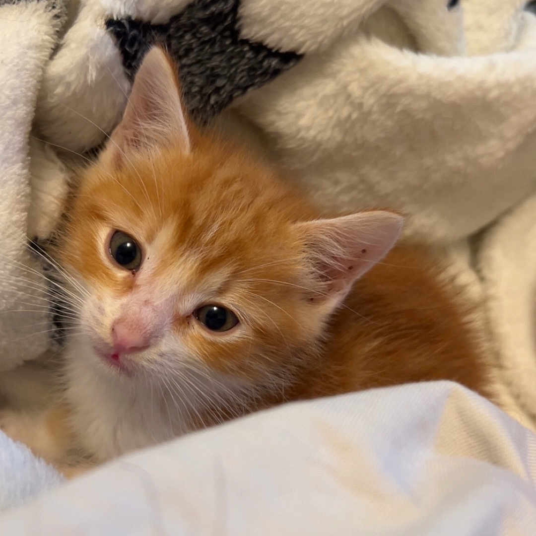 Jyjy a rejoint le concours — aidez-le/la à gagner de superbes lots ! animal, blanket, cat, close_up, cozy, cuddling, ears, eyes, face, feline, fluffy, fur, indoor, kitten, orange_and_white, pet, portrait, sleeping, stuffed_animal, whiskers