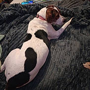 Karen joined the competition — help win amazing prizes! bed, black_spots, blanket, brown_head, canine, collar, comfort, dog, domestic, fabric, fur, household, indoor, laying, paw, pet, relaxation, resting, texture, white