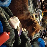 Linda is registered to the contest to win money with this photo: auto_part, canidae, car_seat, carnivore, comfort, companion_dog, dog, dog_breed, electric_blue, fawn, felidae, fur, guard_dog, human_leg, nail, passenger, snout, sporting_group, whiskers, working_animal