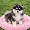 puppy, dog, fluffy, black_and_white, pink_cushion, grass, outdoor, pet, cute, small_dog, young, fur, animal, sitting, portrait, nature, adorable, companion, domestic_animal, canine