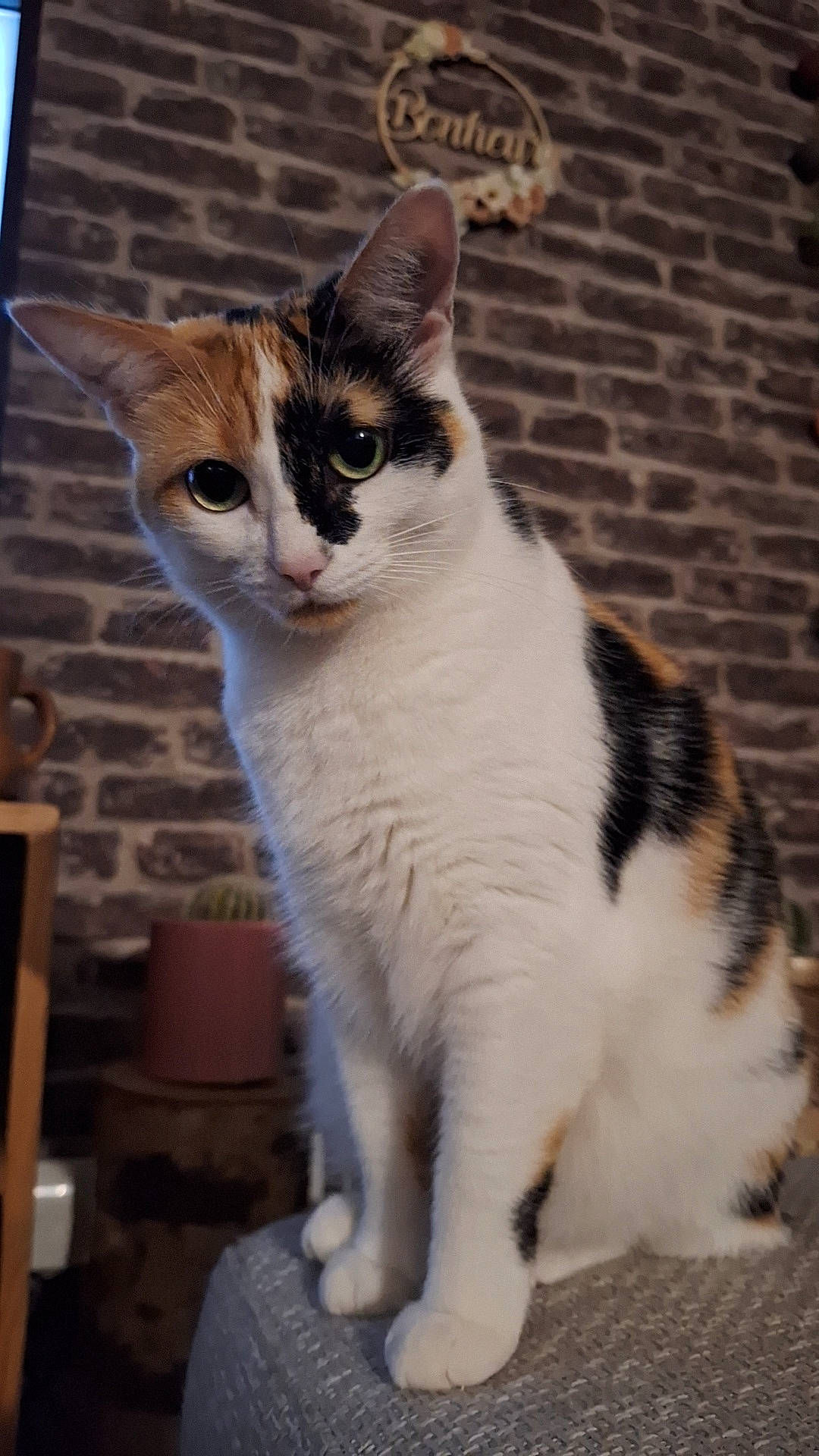 Plume a rejoint le concours — aidez-le/la à gagner de superbes lots ! carnivore, cat, chair, domestic_short_haired_cat, felidae, foot, fur, paw, sitting, small_to_medium_sized_cats, snout, tail, terrestrial_animal, whiskers, window