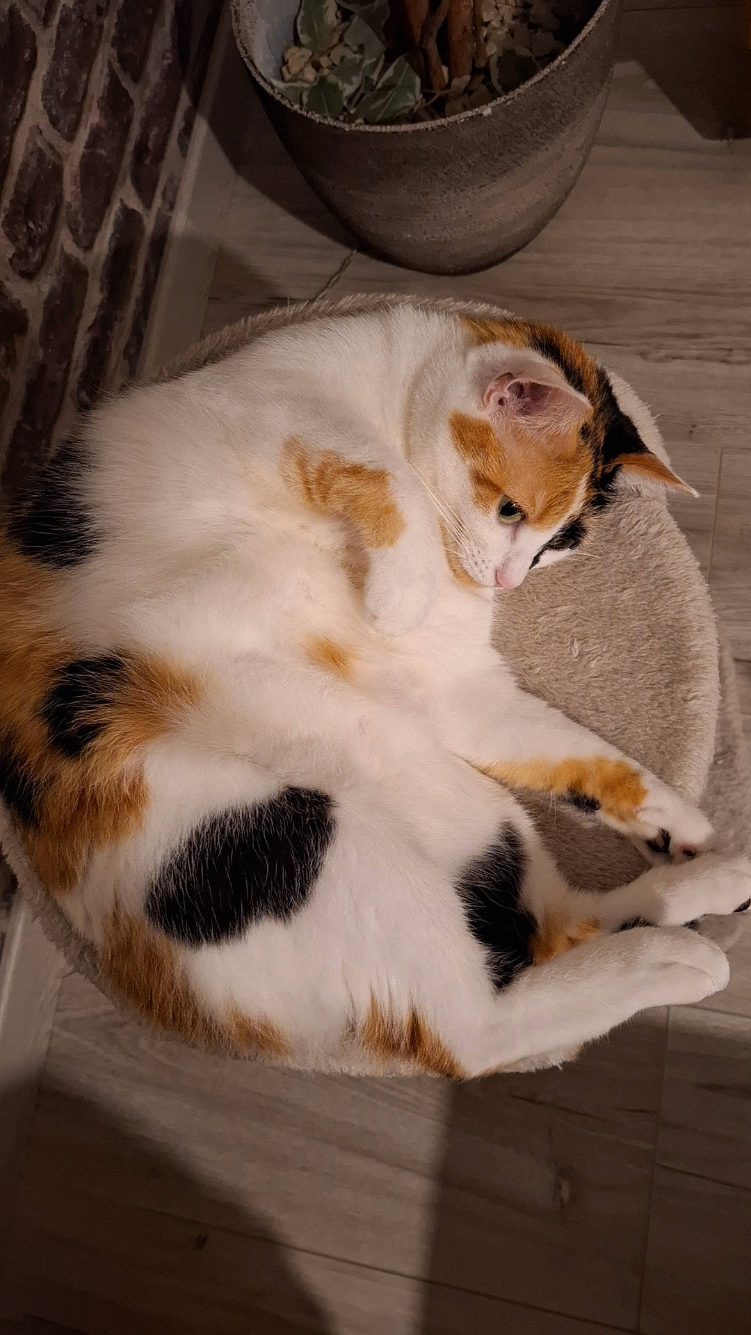 Plume participe au concours pour gagner de l'argent avec cette photo : carnivore, cat, claw, comfort, domestic_short_haired_cat, fawn, felidae, fur, paw, sitting, small_to_medium_sized_cats, snout, tail, whiskers