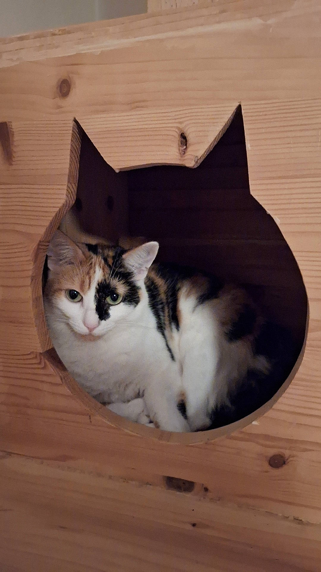 Plume a rejoint le concours — aidez-le/la à gagner de superbes lots ! box, carnivore, cat, comfort, domestic_short_haired_cat, felidae, fur, grey, hardwood, paw, sitting, small_to_medium_sized_cats, snout, tail, whiskers, window, wood