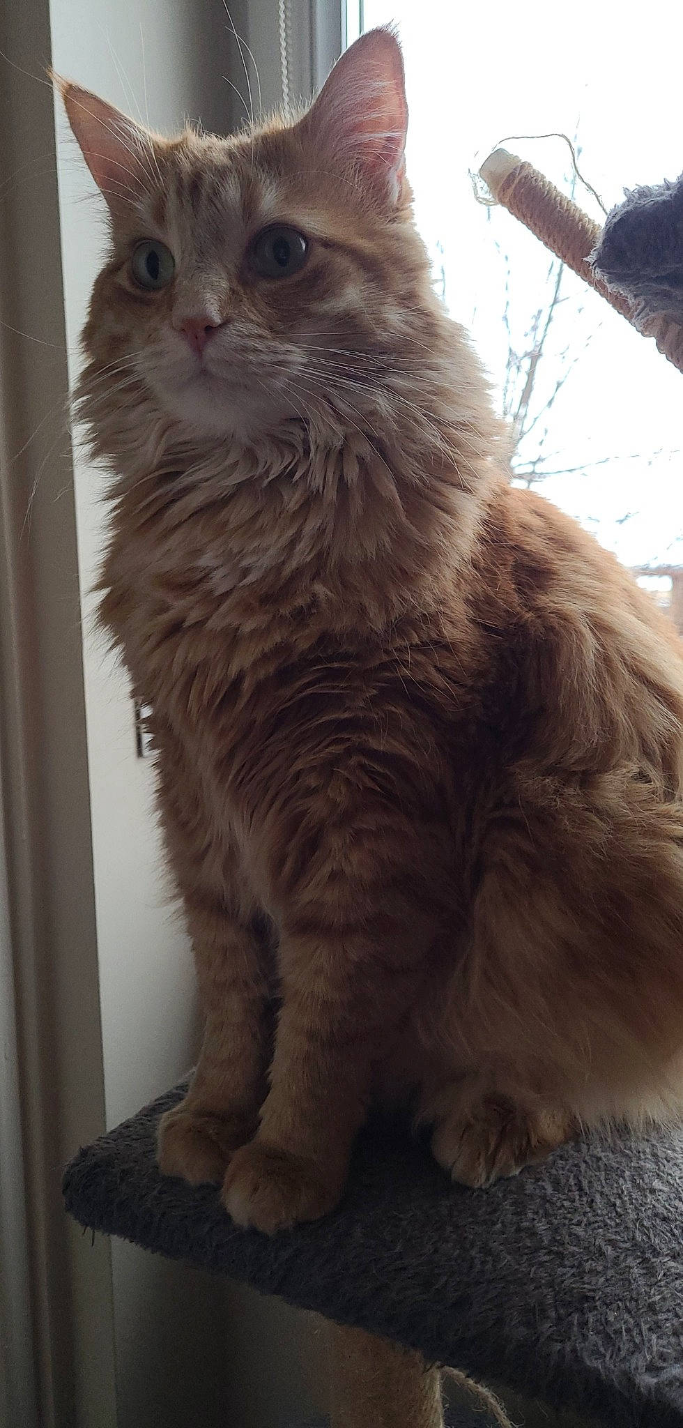 Oupsy participe au concours pour gagner de l'argent avec cette photo : british_longhair, carnivore, cat, domestic_short_haired_cat, door, event, eye, fawn, felidae, fur, small_to_medium_sized_cats, snout, street_light, tail, terrestrial_animal, whiskers, window, wood